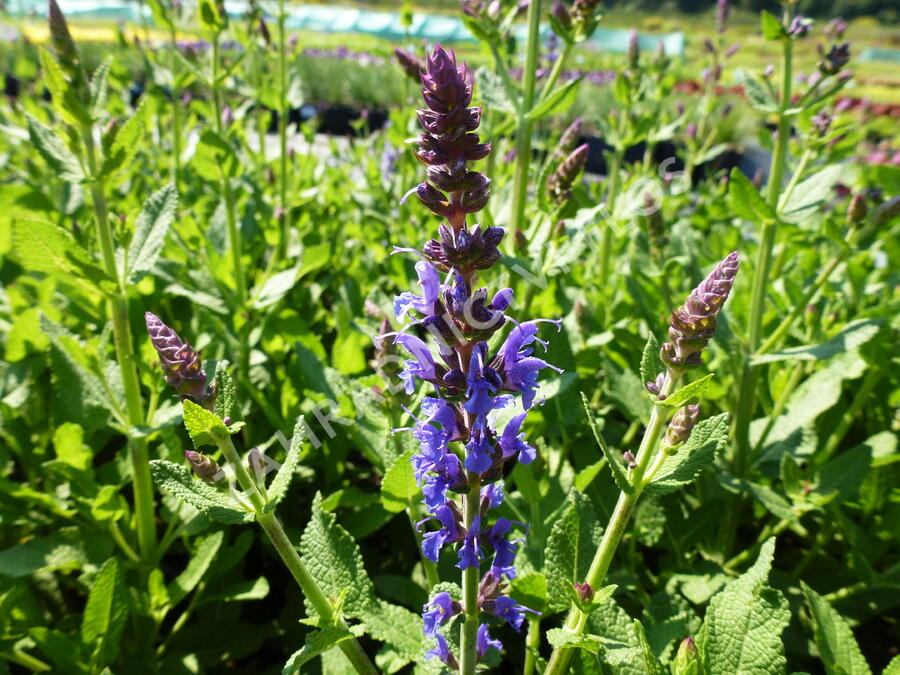 Šalvěj nádherná 'Bordeau Steel Blue' - Salvia superba 'Bordeau Steel Blue'
