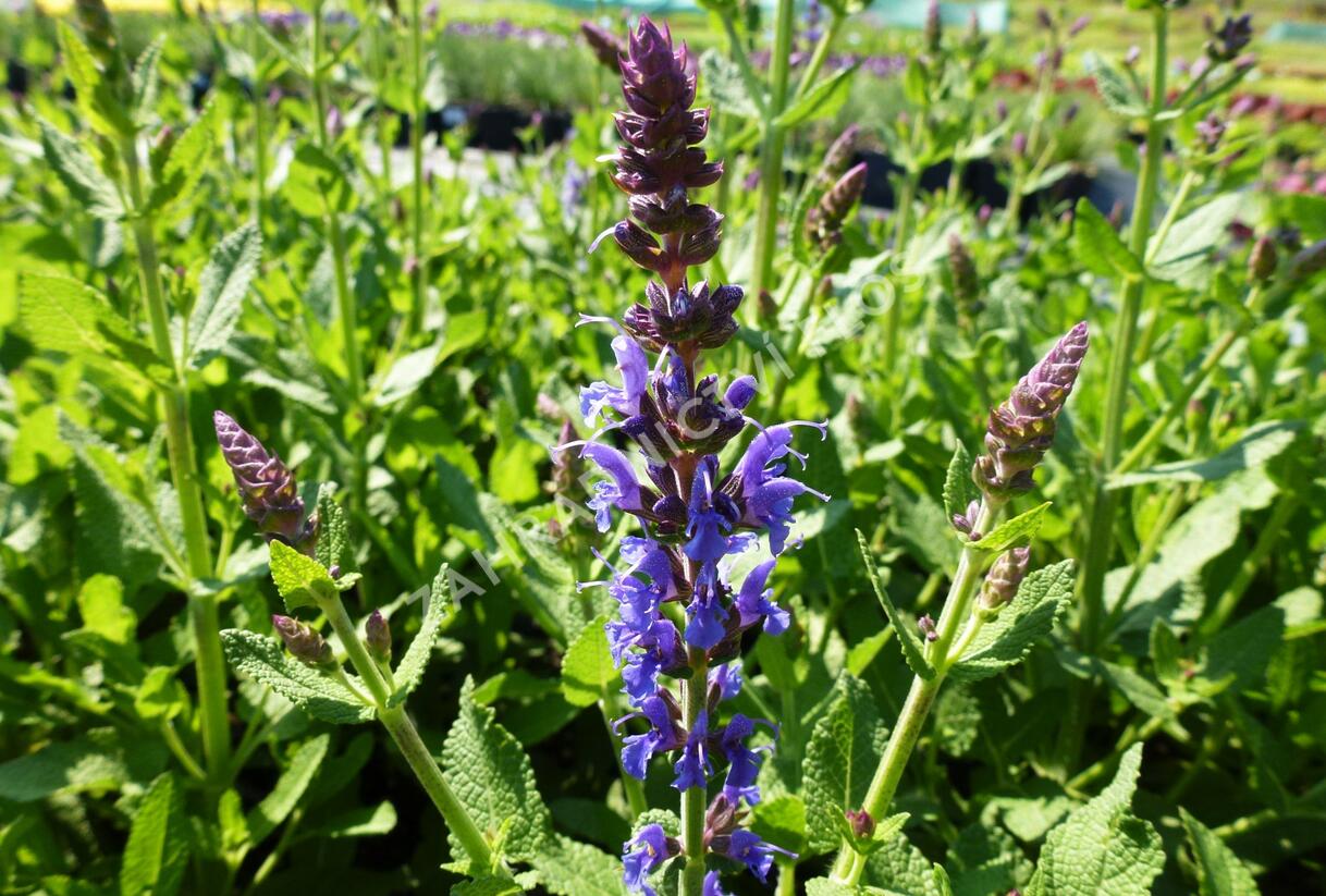 Šalvěj nádherná 'Bordeau Steel Blue' - Salvia superba 'Bordeau Steel Blue'
