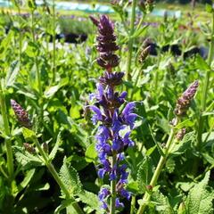 Šalvěj nádherná 'Bordeau Steel Blue' - Salvia superba 'Bordeau Steel Blue'
