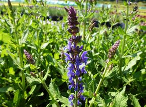 Šalvěj nádherná 'Bordeau Steel Blue' - Salvia superba 'Bordeau Steel Blue'