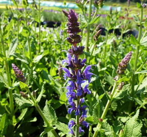 Šalvěj nádherná 'Bordeau Steel Blue' - Salvia superba 'Bordeau Steel Blue'