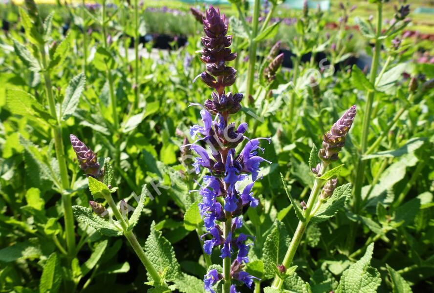 Šalvěj nádherná 'Bordeau Steel Blue' - Salvia superba 'Bordeau Steel Blue'