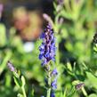 Šalvěj nádherná 'Bordeau Steel Blue' - Salvia superba 'Bordeau Steel Blue'