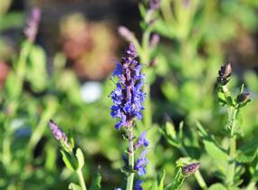 Šalvěj nádherná 'Bordeau Steel Blue' - Salvia superba 'Bordeau Steel Blue'