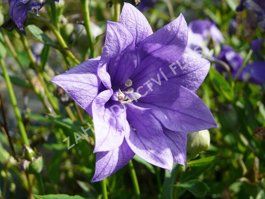 Zvonkovec velkokvětý, boubelka 'Hakone Blue' - Platycodon grandiflorus 'Hakone Blue'