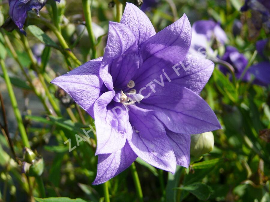 Zvonkovec velkokvětý, boubelka  'Hakone Blue' - Platycodon grandiflorus 'Hakone Blue'