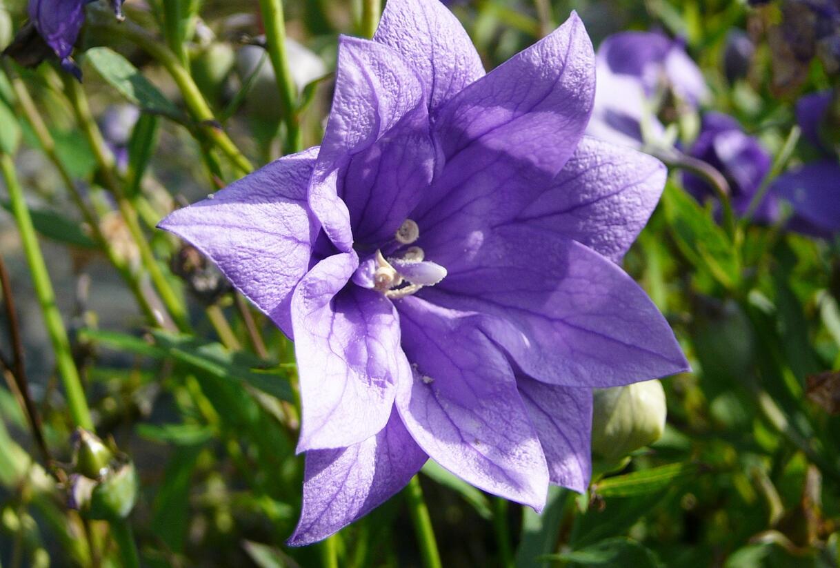 Zvonkovec velkokvětý, boubelka 'Hakone Blue' - Platycodon grandiflorus 'Hakone Blue'