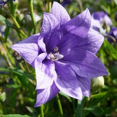 Zvonkovec velkokvětý, boubelka  'Hakone Blue' - Platycodon grandiflorus 'Hakone Blue'