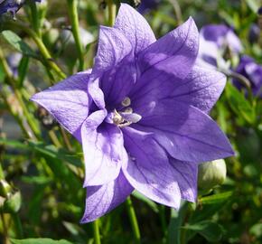 Boubelka velkokvětá  'Hakone Blue' - Platycodon grandiflorus 'Hakone Blue'