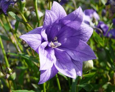 Zvonkovec velkokvětý, boubelka 'Hakone Blue'