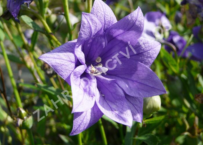 Boubelka 'Hakone Blue' - Platycodon grandiflorus 'Hakone Blue'