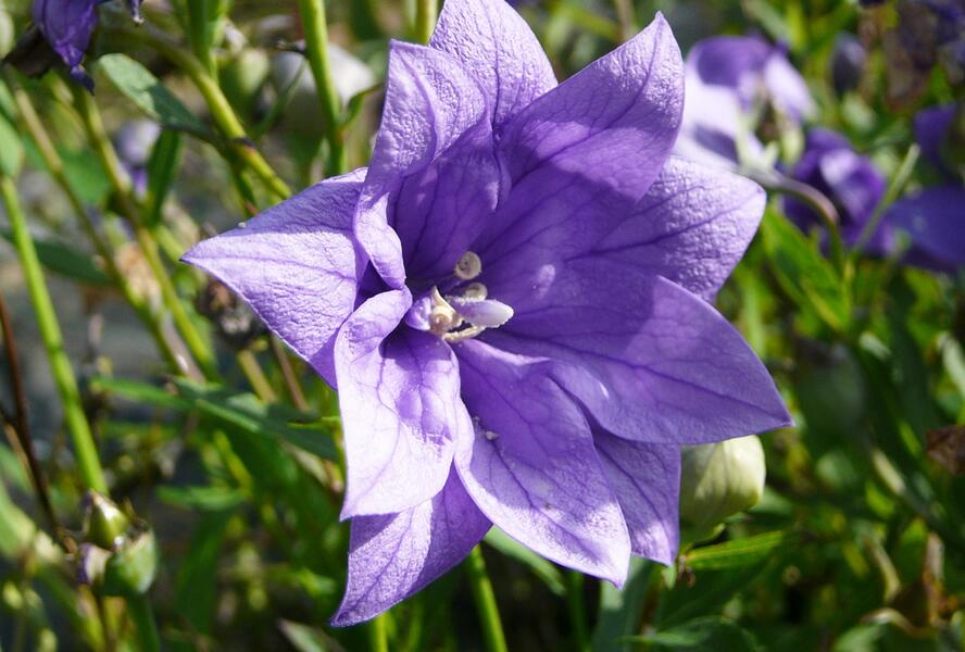 Zvonkovec velkokvětý, boubelka 'Hakone Blue' - Platycodon grandiflorus 'Hakone Blue'