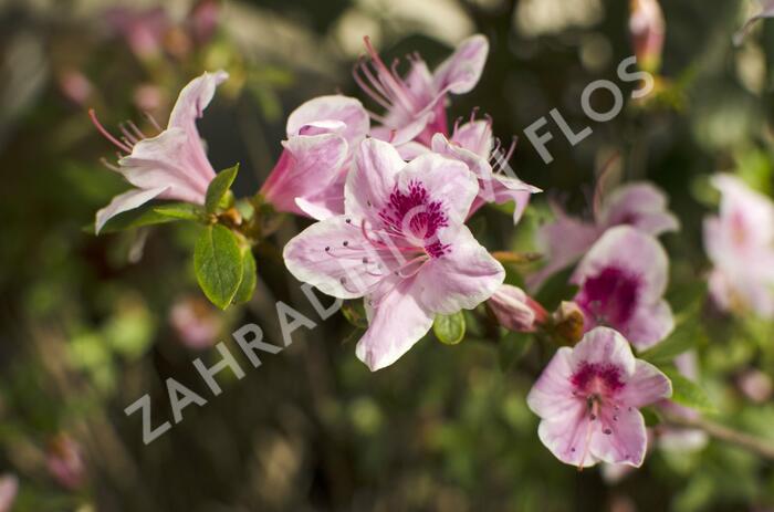 Azalka japonská 'Occhio di Civetta' - Azalea japonica 'Occhio di Civetta'