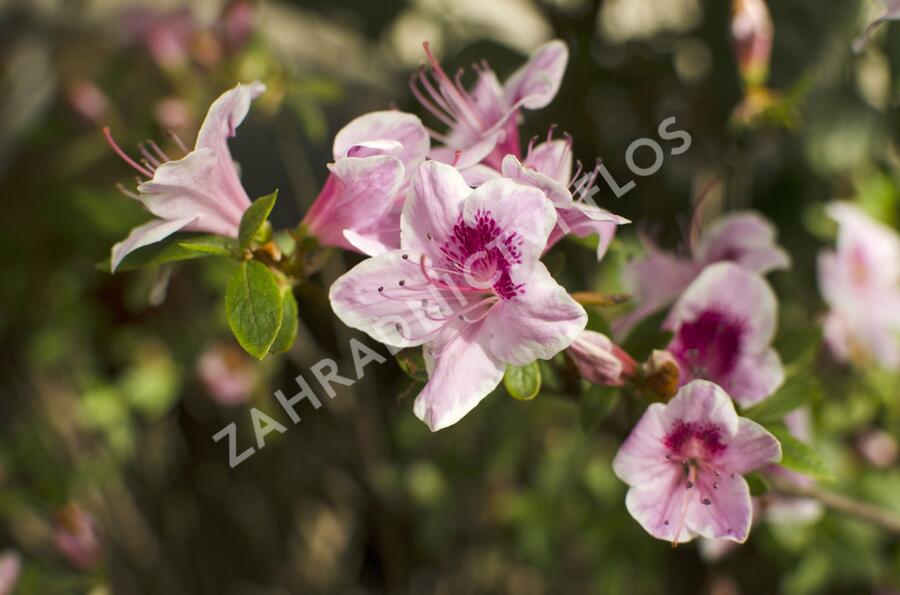 Azalka japonská 'Occhio di Civetta' - Azalea japonica 'Occhio di Civetta'