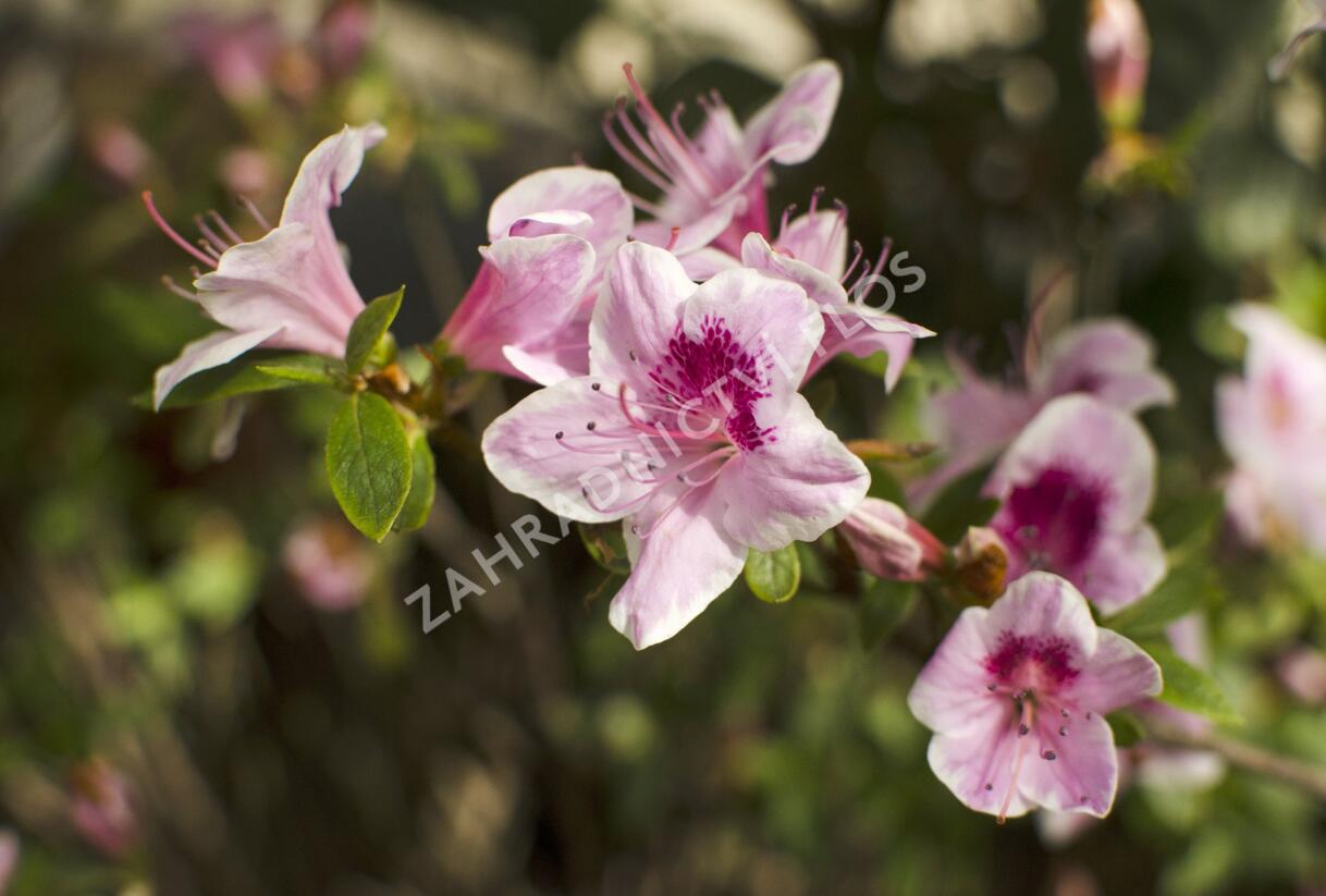 Azalka japonská 'Occhio di Civetta' - Azalea japonica 'Occhio di Civetta'