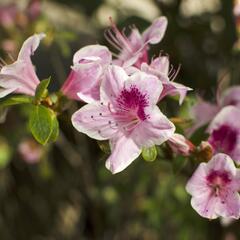 Azalka japonská 'Occhio di Civetta' - Azalea japonica 'Occhio di Civetta'