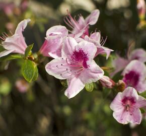 Azalka japonská 'Occhio di Civetta' - Azalea japonica 'Occhio di Civetta'