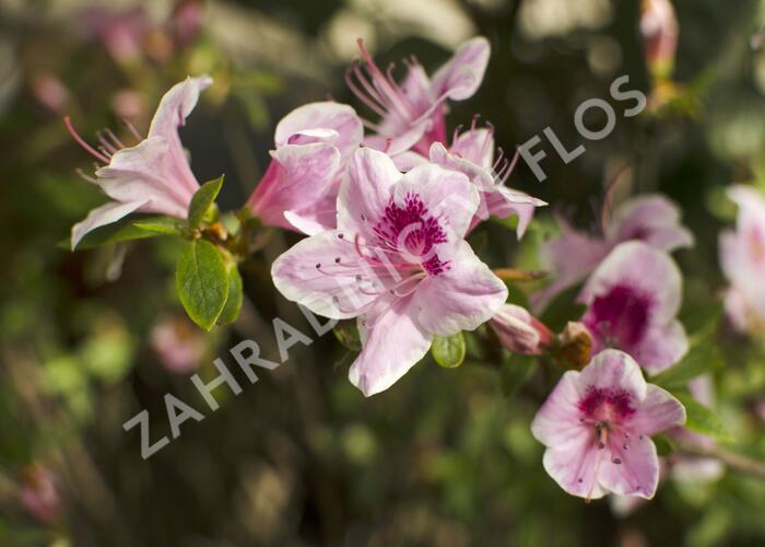 Azalka japonská 'Occhio di Civetta' - Azalea japonica 'Occhio di Civetta'
