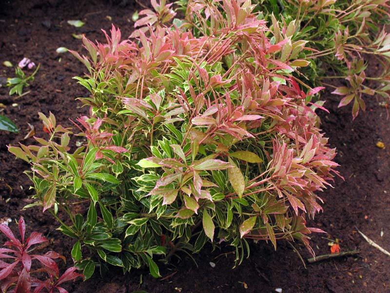 Pieris japonský 'Carnaval' - Pieris japonica 'Carnaval'