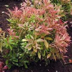 Pieris japonský 'Carnaval' - Pieris japonica 'Carnaval'