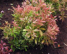 Pieris japonský 'Carnaval'