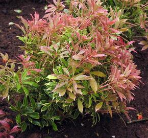 Pieris japonský 'Carnaval' - Pieris japonica 'Carnaval'