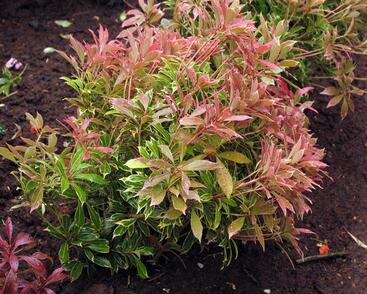 Pieris japonský 'Carnaval'