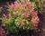 Pieris japonský 'Carnaval'