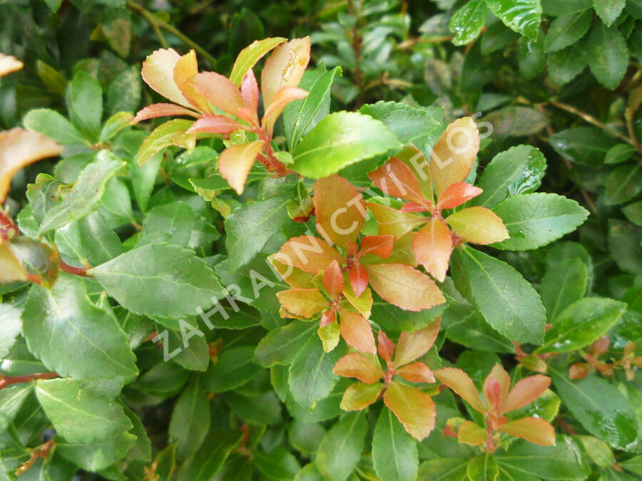 Pieris japonský 'Green Heath' - Pieris japonica 'Green Heath'