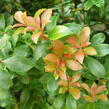 Pieris japonský 'Green Heath' - Pieris japonica 'Green Heath'