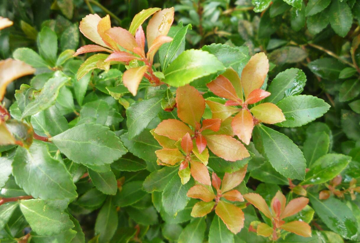 Pieris japonský 'Green Heath' - Pieris japonica 'Green Heath'