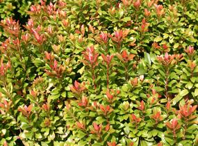 Pieris japonský 'Green Heath' - Pieris japonica 'Green Heath'