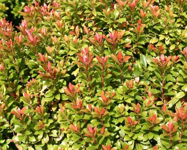 Pieris japonský 'Green Heath'