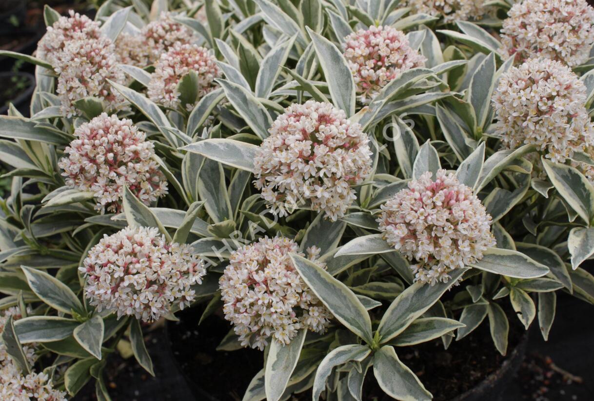 Skimie japonská 'Magic Marlot' - Skimmia japonica 'Magic Marlot'