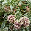 Skimie japonská 'Magic Marlot' - Skimmia japonica 'Magic Marlot'