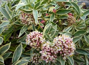 Skimie japonská 'Magic Marlot' - Skimmia japonica 'Magic Marlot'