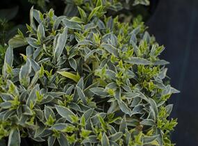 Skimie japonská 'Magic Marlot' - Skimmia japonica 'Magic Marlot'