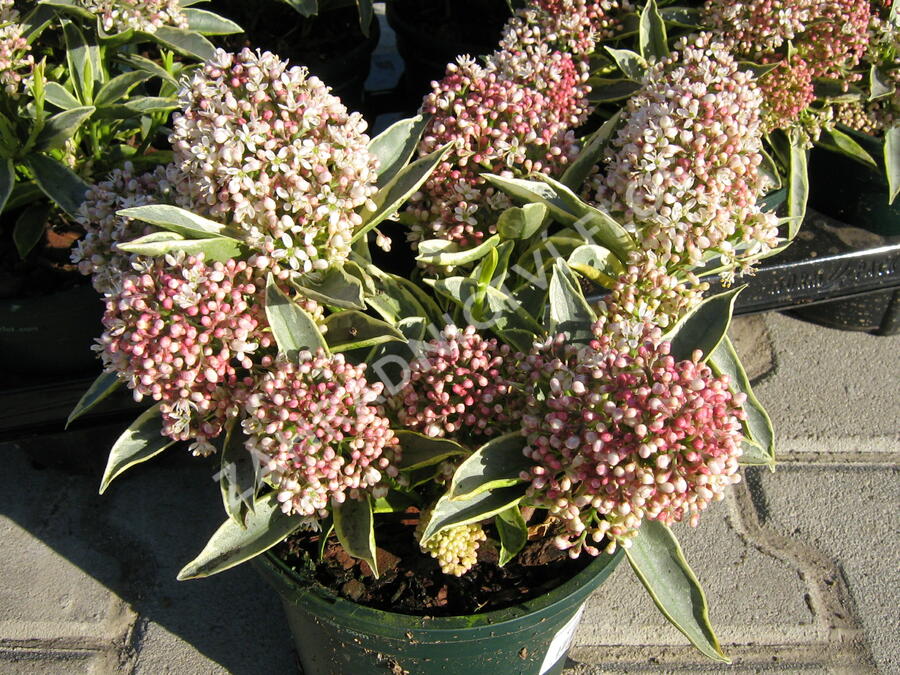 Skimie japonská 'Magic Marlot' - Skimmia japonica 'Magic Marlot'