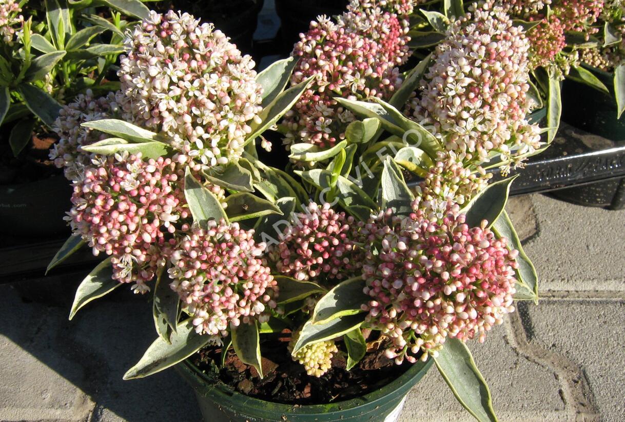 Skimie japonská 'Magic Marlot' - Skimmia japonica 'Magic Marlot'