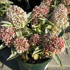 Skimie japonská 'Magic Marlot' - Skimmia japonica 'Magic Marlot'