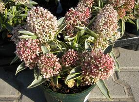 Skimie japonská 'Magic Marlot' - Skimmia japonica 'Magic Marlot'