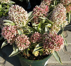 Skimie japonská 'Magic Marlot' - Skimmia japonica 'Magic Marlot'