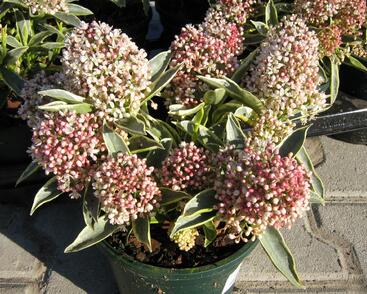 Skimie japonská 'Magic Marlot'