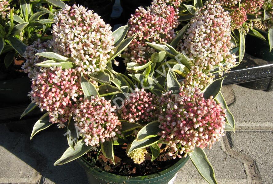 Skimie japonská 'Magic Marlot' - Skimmia japonica 'Magic Marlot'