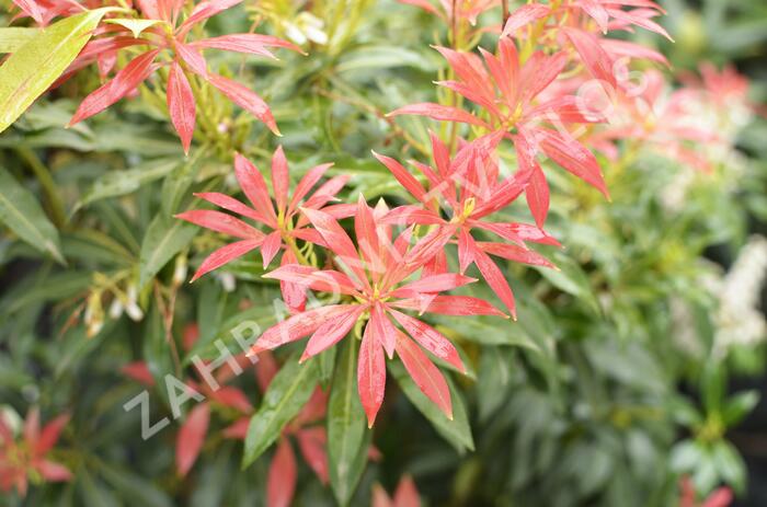 Pieris japonský - Pieris japonica mix