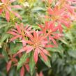 Pieris japonský - Pieris japonica mix