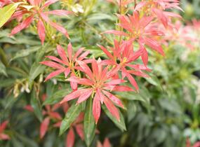Pieris japonský - Pieris japonica mix