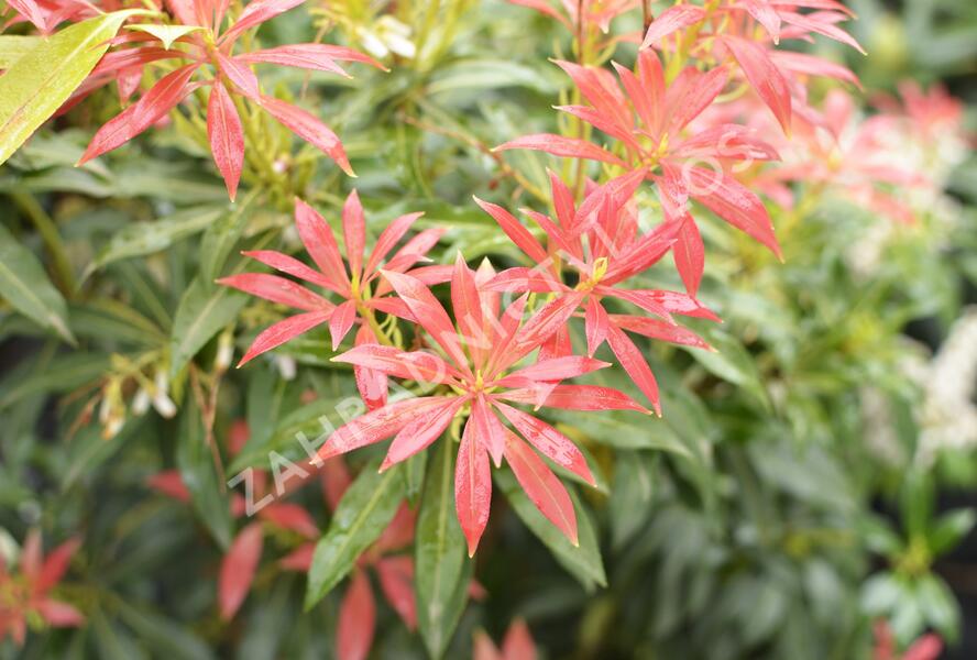 Pieris japonský - Pieris japonica mix