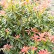 Pieris japonský - Pieris japonica mix