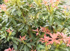 Pieris japonský - Pieris japonica mix